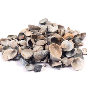 Muscheln